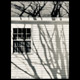 october sunlight on tree branch reflections