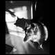 dog with smiling shadow being met by shadow hand