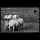 sheep and herding dogs NH Highland games