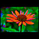 flower art kennebunk maine shutter gallery