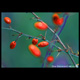 winterberries kennebunk maine shutter gallery